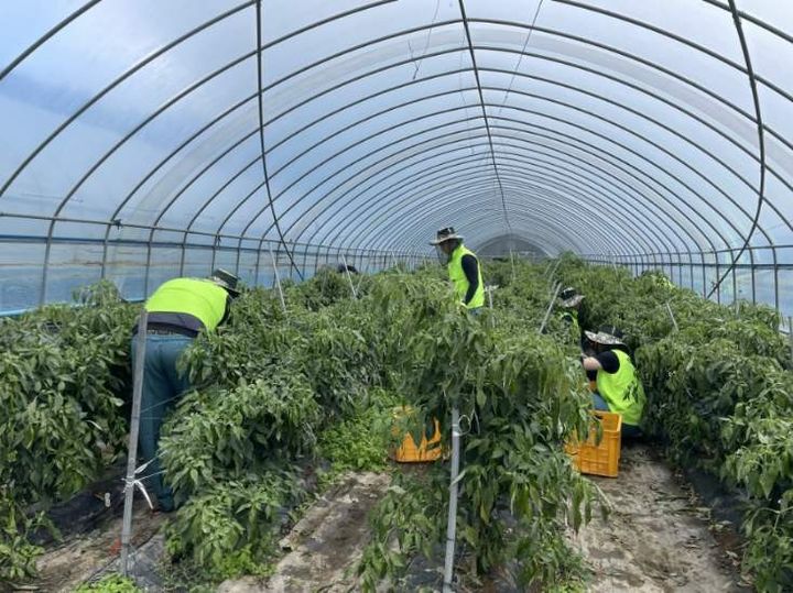 [춘천=뉴시스] 21일 강원농협본부(본부장 김경록)은 춘천교도소(소장 박기주) 보라미봉사단과 지난 18일 양구군 양구읍 소양호로 일대에서 농촌일손돕기에 나섰다고 밝혔다. 농협강원본부 제공. *재판매 및 DB 금지