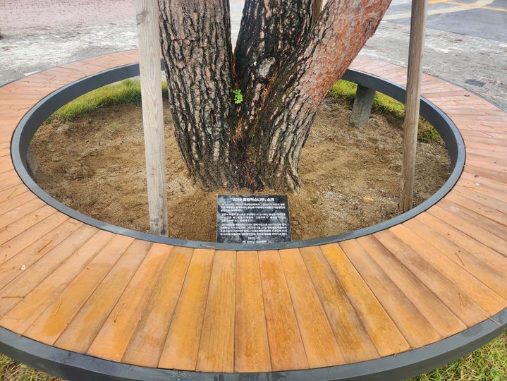 [평창=뉴시스] 올림픽소나무 표지석과 벤치 설치. (사진=평창군 제공) 2025.10.21. photo@newsis.com *재판매 및 DB 금지