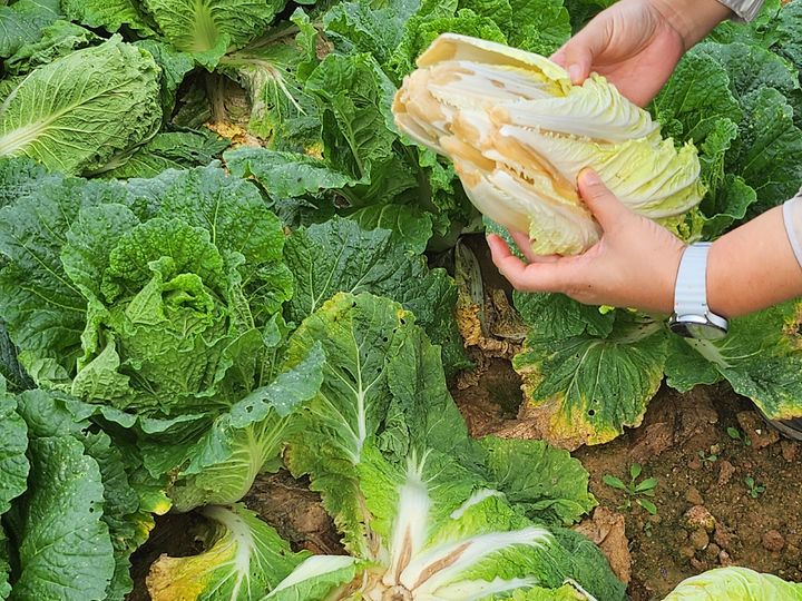 [해남=뉴시스]배추 무름병. (사진=해남군 제공) 2025.10.21. photo@newsis.com *재판매 및 DB 금지