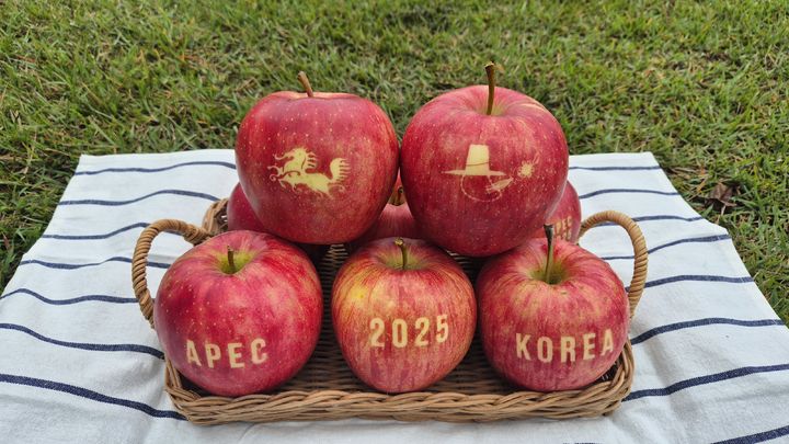 [안동=뉴시스] APEC 정상회의 기간에 선보일 경북의 문자사과. photo@newsis.com *재판매 및 DB 금지
