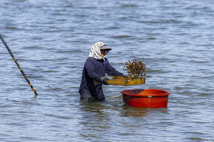 [광양=뉴시스] 섬진강 재첩 잡이 손틀 어업. (사진=뉴시스 DB). photo@newsis.com *재판매 및 DB 금지