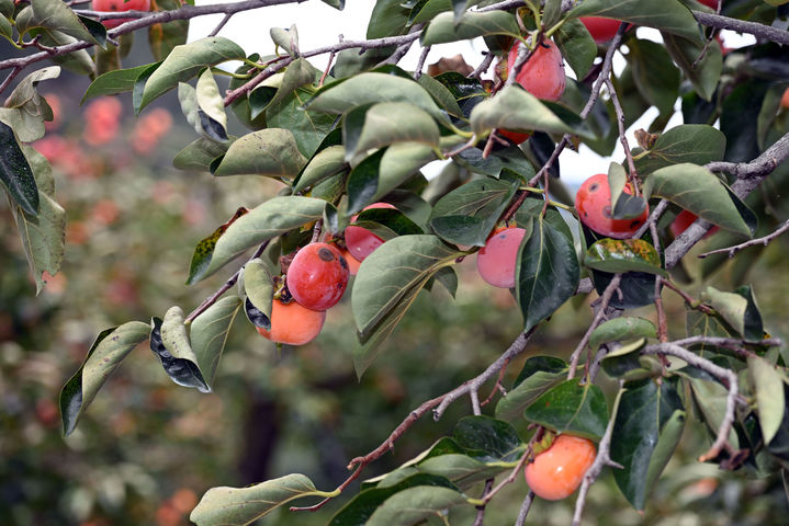 [밀양=뉴시스] 탄저병 피해를 입은 떫은감. (사진= 밀양시 제공) 2025.10.21. photo@newsis.com *재판매 및 DB 금지