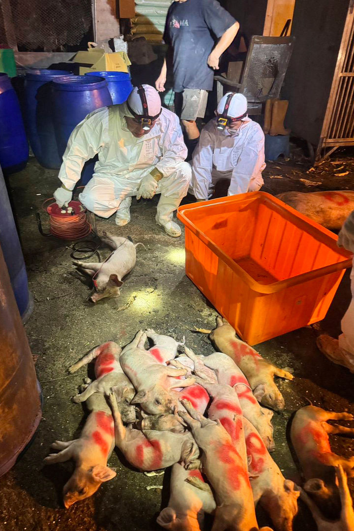 [타이중=AP/뉴시스] 대만에서 가축 전염병인 아프리카돼지열병(ASF)이 처음으로 발생해 당국에 비상이 걸렸다. 지난 21일 대만 타이중에서 방역 요원이 돼지를 살처분하는 모습. 2025.10.23