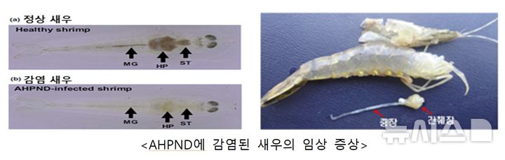 [서울=뉴시스] 급성간췌장괴사병에 감염된 새우의 임상 증상.