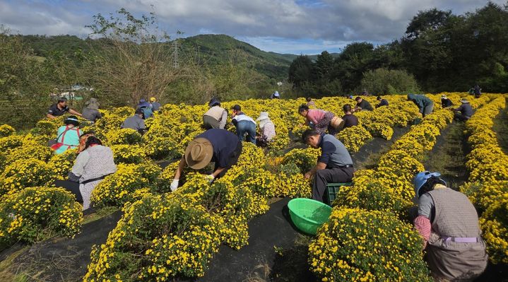 [산청=뉴시스] 산청지역자활센터 국화 수확 모습 (사진=산청군 제공) 2025. 10. 22. photo@newsis.com *재판매 및 DB 금지