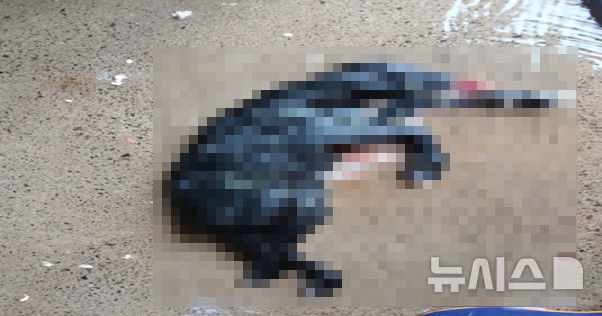 [제주=뉴시스] 제주도자치경찰단이 22일 공개한 불법 도축장에서 발견된 흑염소 사체. 도자치경찰단은 2021년부터 올해 5월까지 서귀포시 남원읍 중산간 지역에서 불법 도축을 일삼은 건강원 대표와 판매업자 등 6명을 검거해 조사 중이다. (사진=제주도자치경찰단 제공) 2025.10.22. photo@newsis.com 