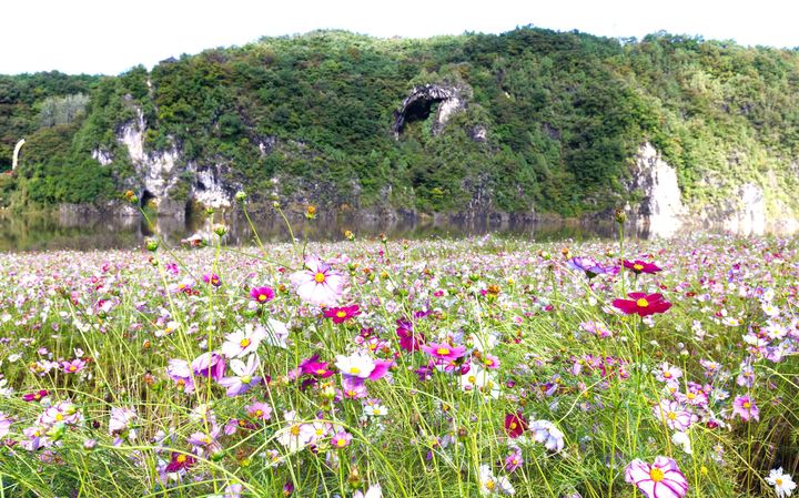 [뉴시스 앵글]코스모스 활짝 핀 단양 도담정원