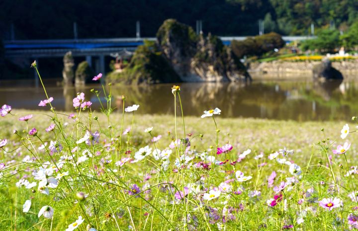 [뉴시스 앵글]코스모스 활짝 핀 단양 도담정원