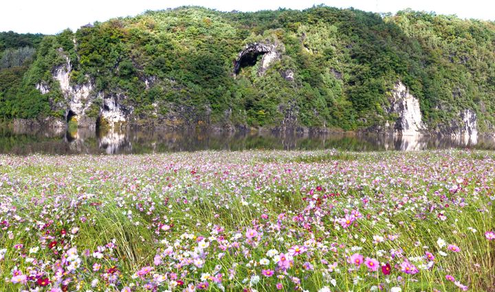 [뉴시스 앵글]코스모스 활짝 핀 단양 도담정원