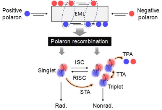 [서울=뉴시스] 3세대 OLED 발광 메커니즘. (사진=중앙대 제공) 2025.10.22. photo@newsis.com *재판매 및 DB 금지