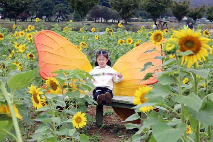 [밀양=뉴시스] 산외면 꽃담뜰 해바라기 단지 전경. (사진= 밀양시 제공) 2025.10.22. photo@newsis.com *재판매 및 DB 금지