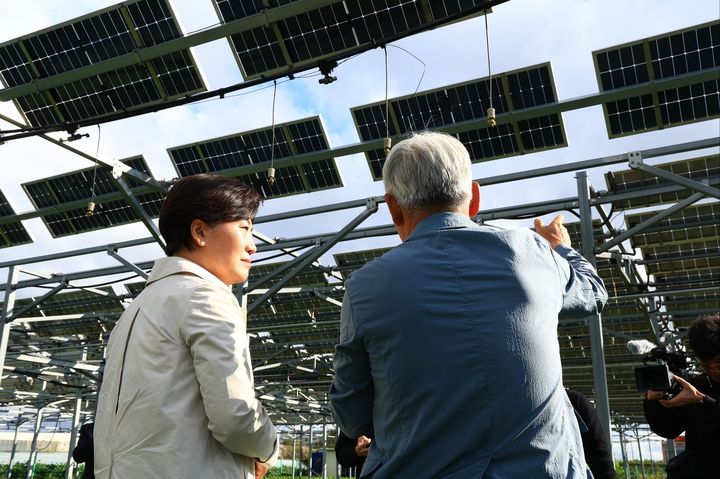 [청주=뉴시스] 사진은 송미령 농림축산식품부 장관은 지난 10월 22일 오후 충북 청주시 오창읍 '영농형 태양광 실증단지'를 방문해 영농형태양광 하부에 심긴 양배추 작물 재배 현장을 시찰하고 있는 모습. (사진=농식품부 제공) 2025.10.22. photo@newsis.com *재판매 및 DB 금지