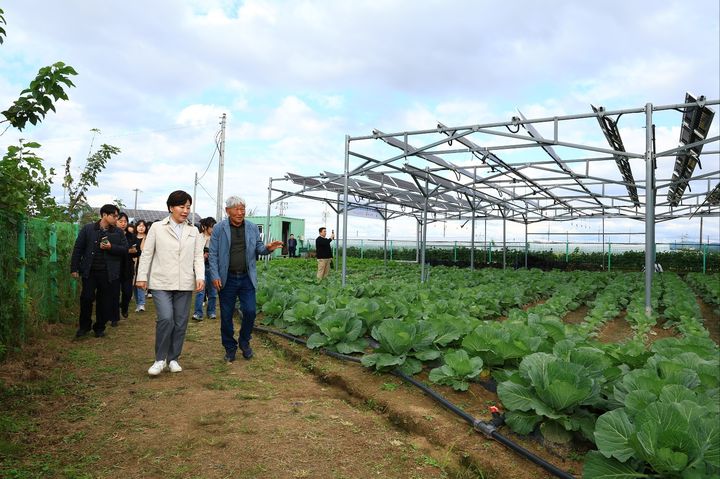 [청주=뉴시스] 송미령 농림축산식품부 장관은 22일 오후 충북 청주시 오창읍 '영농형 태양광 실증단지'를 방문해, 영농형태양광 하부에 심긴 양배추 작물 재배 현장을 시찰하고 현장에서 지역농업인, 태양광 관련 기업들과의 간담회를 통해 애로사항을 청취했다. (사진=농식품부 제공) 2025.10.22. photo@newsis.com *재판매 및 DB 금지