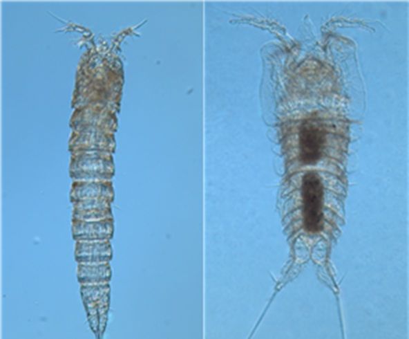 [세종=뉴시스] 독도 자생 요각류 신종 2종. (사진=국립호남권생물자원관). *재판매 및 DB 금지