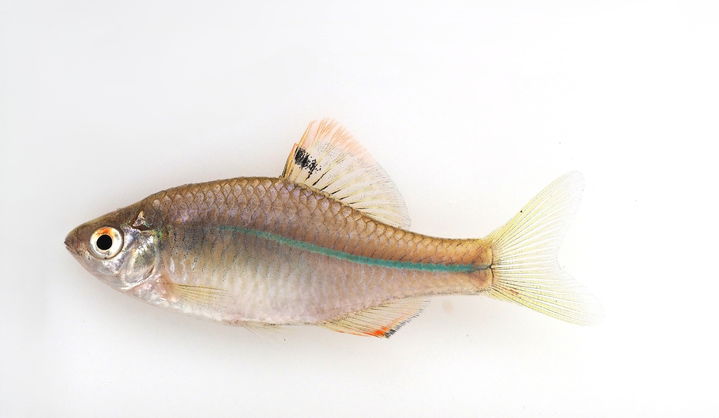 [서울=뉴시스] 떡납줄갱이. 2025.10.23. (사진=서울시설공단 제공) *재판매 및 DB 금지