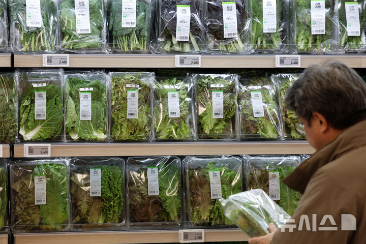 한파의 영향으로 12일 광주 양동시장 소매 가격을 기준으로 상추(청·100g)는 1000원으로 2주 전보다 51.5% 거격이 폭등했다. (사진=누시스DB)