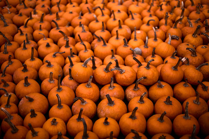 [벨리츠=AP/뉴시스] 21일(현지 시간) 독일 베를린 인근 벨리츠 마을의 클라이스토프 농장에서 열린 연례 호박 축제에 판매용 호박이 놓여져 있다. 2025.10.23.