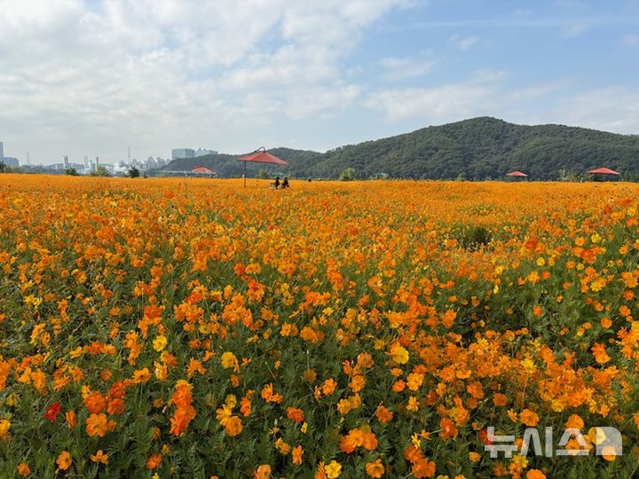 [용인=뉴시스]기흥호수공원에 활짝 핀 황화코스모스 군락지(사진=용인시 푸른공원사업소 제공) 2025.10.23. photo@newsis.com