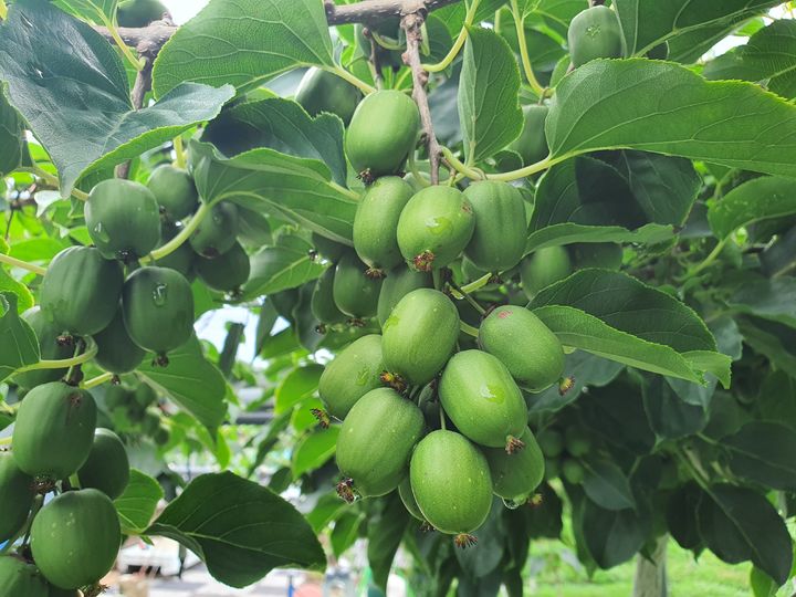 [대전=뉴시스] 다래(품종명 오텀센스) 열매.(사진=국립산림과학원 제공) *재판매 및 DB 금지