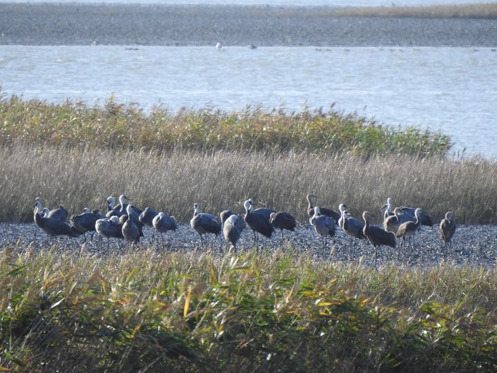 [순천=뉴시스] 22일 오후 순천만에 도착한 흑두루미가 휴식하고 있다. (사진=순천시 제공) 2025.10.23. photo@newsis.com&nbsp; *재판매 및 DB 금지