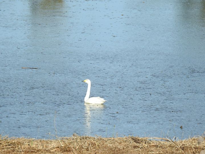 [순천=뉴시스] 순천만 인근 복원 습지에서 관찰된 큰고니. (사진=순천시 제공) 2025.10.23. photo@newsis.com&nbsp; *재판매 및 DB 금지