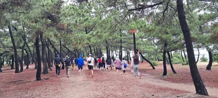 [강릉=뉴시스] 지난해 강릉해변 맨발걷기 축체에 참가한 관광객과 강릉시민이 해변 소나무 숲길을 걷고 있다..(사진=강릉시 제공)photo@newsis.com *재판매 및 DB 금지