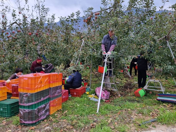 [밀양=뉴시스] 밀양시가 가을철 감수확 등 범시민 농촌일손돕기를 추진하고 있다. (사진= 밀양시 제공) 2025.10.23. photo@newsis.com *재판매 및 DB 금지