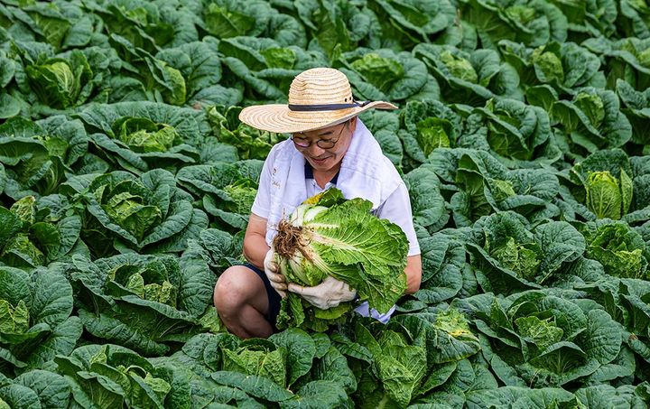 [평창=뉴시스] 평창고랭지배추. (사진=평창군 제공) 2025.10.23. photo@newsis.com *재판매 및 DB 금지