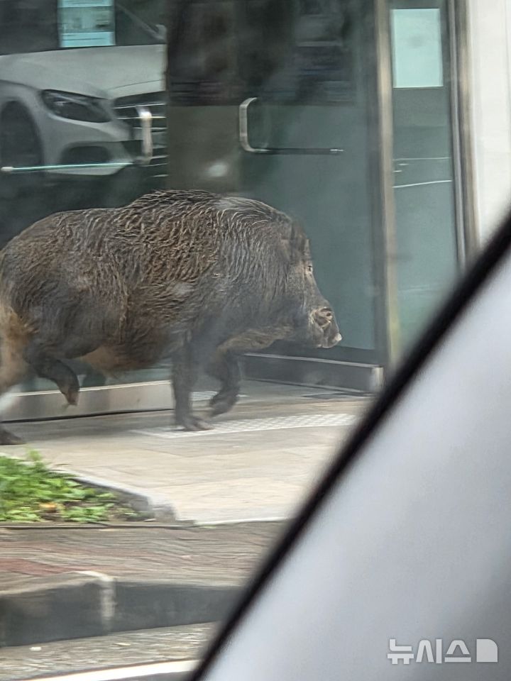 지난 10월 포항 도심에 나타난 멧돼지(사진=뉴시스DB) 