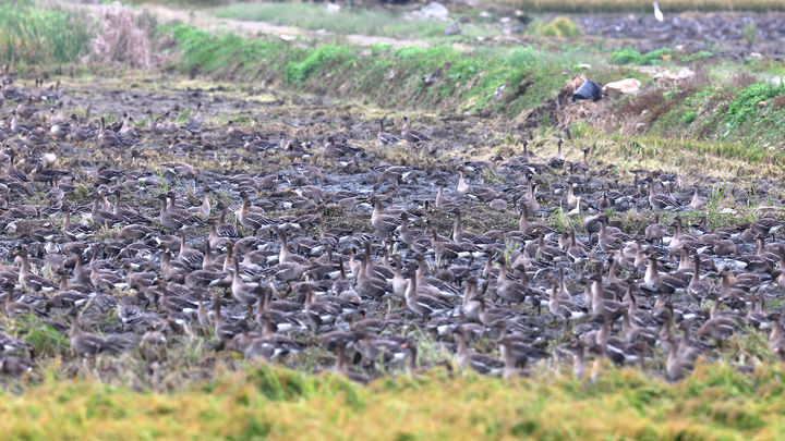 [서산=뉴시스] 충남 서산 천수만을 찾은 겨울철새 중 하나인 기러기들이 지난 12일 천수만 한 논에서 먹이 활동 등을 하고 있다. (사진=서산시 제공) 2025.10.23. photo@newsis.com *재판매 및 DB 금지