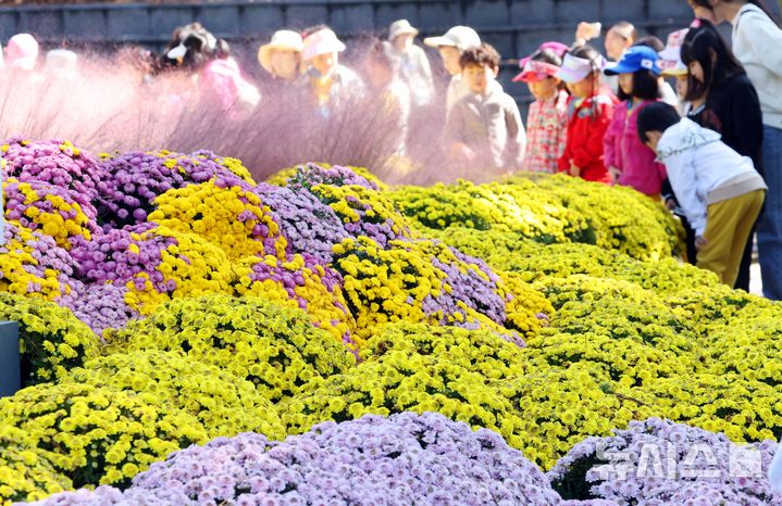  [부산=뉴시스] 하경민 기자 = 23일 부산 북구 화명수목원을 찾은 어린이들이 활짝 핀 국화와 핑크뮬리를 배경으로 기념사진을 찍고 있다. 2025.10.23. yulnetphoto@newsis.com