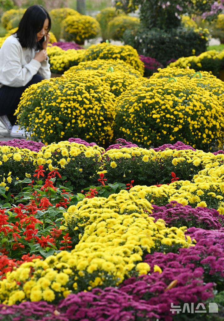 [수원=뉴시스] 김종택 기자 = 국화예술제를 이틀 앞둔 23일 경기 수원시 영통구 지성공원에 형형색색의 국화꽃이 피어 있다. 2025.10.23. jtk@newsis.com