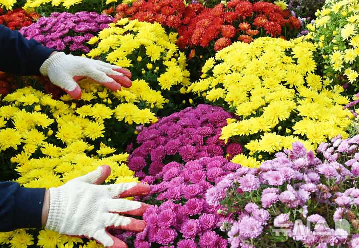 [수원=뉴시스] 김종택 기자 = 국화예술제를 이틀 앞둔 23일 경기 수원시 영통구 지성공원에 형형색색의 국화꽃이 피어 있다. 2025.10.23. jtk@newsis.com