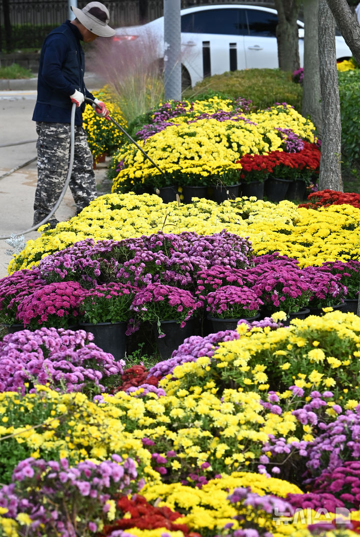 [수원=뉴시스] 김종택 기자 = 국화예술제를 이틀 앞둔 23일 경기 수원시 영통구 지성공원에 형형색색의 국화꽃이 피어 있다. 2025.10.23. jtk@newsis.com