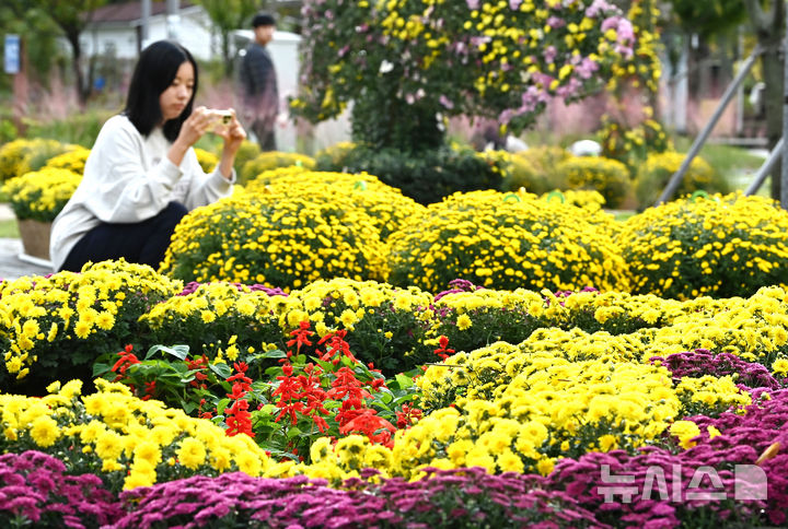 [수원=뉴시스] 김종택 기자 = 국화예술제를 이틀 앞둔 23일 경기 수원시 영통구 지성공원에 형형색색의 국화꽃이 피어 있다. 2025.10.23. jtk@newsis.com