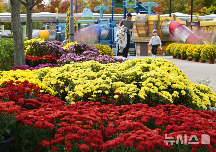 [수원=뉴시스] 김종택 기자 = 국화예술제를 이틀 앞둔 23일 경기 수원시 영통구 지성공원에 형형색색의 국화꽃이 피어 있다. 2025.10.23. jtk@newsis.com