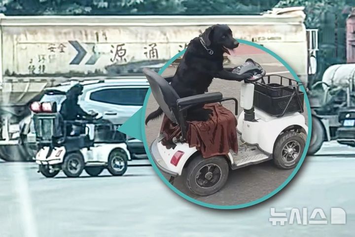 [뉴시스] 중국 쓰촨성에서 검은색 래브라도 ‘완즈’가 핸들 위에 앞 발을 얹은 채 전동 스쿠터를 운전하는 모습이 포착됐다. (사진=SCMP) 2025.10.23 