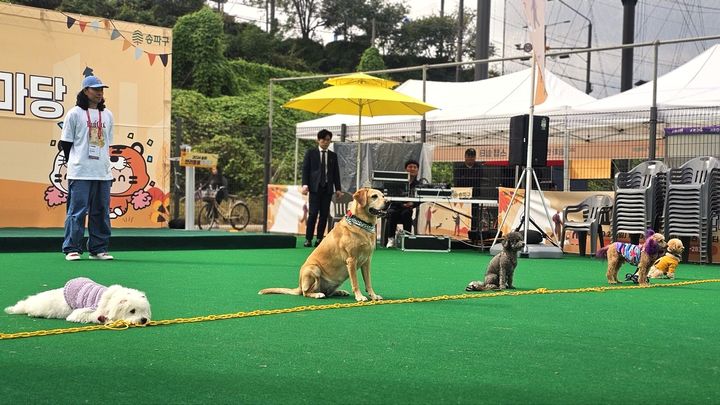 [서울=뉴시스] 2024년 한마당 기다려 대회. 2025.10.24. (사진=송파구 제공) *재판매 및 DB 금지