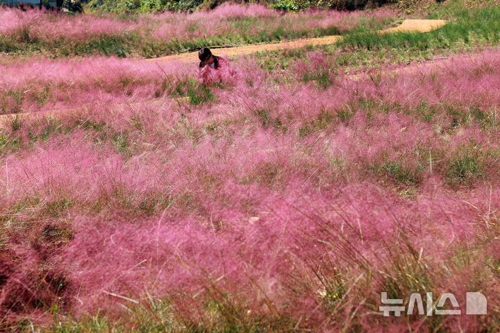 [괴산=뉴시스] 24일 충북 괴산군 괴산읍 서부리 일대의 핑크뮬리가 분홍빛 자태를 뽐내고 있다. (사진= 괴산군 제공) 2025.10.24. photo@newsis.com
