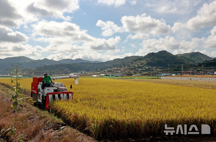 [괴산=뉴시스] 서주영 기자 = 24일 충북 괴산군 문광면 일대의 한 논에서 콤바인이 벼 수확에 한창이다. (사진= 괴산군 제공) 2025.10.24. photo@newsis.com