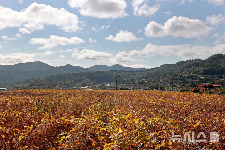 [괴산=뉴시스] 서주영 기자 = 24일 충북 괴산군 문광면의 한 밭에서 콩이 누렇게 익어가고 있다. (사진= 괴산군 제공) 2025.10.24. photo@newsis.com