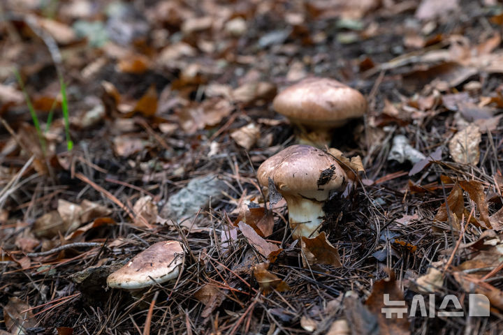 [영덕=뉴시스] 안병철 기자 = 경북 영덕군이 경북산불 피해를 딛고 전국 송이 생산량 1위를 기록했다.(사진=영덕군 제공) 2025.10.24. photo@newsis.com 