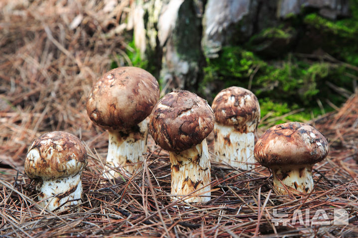[포항=뉴시스] 송종욱 기자 = 영덕 송이. 2025.10.24. photo@newsis.com