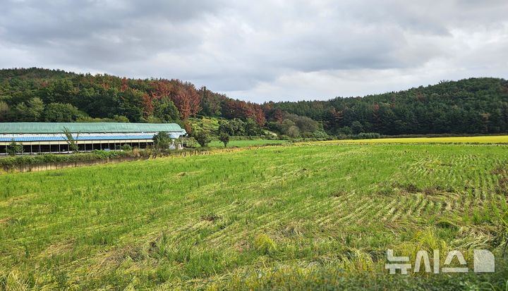 [포항=뉴시스] 송종욱 기자 = 벼 수확기 수발아 현상. 2025.10.24. sjw@newsis.com