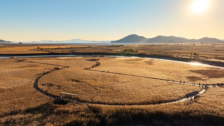 [순천=뉴시스] 순천만 갈대숲. (사진=뉴시스 DB). photo@newsis.com *재판매 및 DB 금지