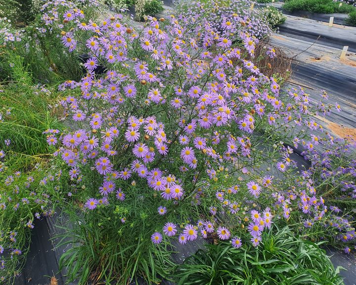 [세종=뉴시스] 단양쑥부쟁이. (사진=농촌진흥청 제공) *재판매 및 DB 금지