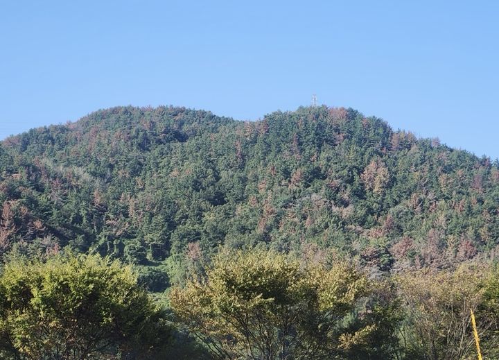 [광주=뉴시스] 소나무재선충에 감염돼 붉게 고사한 소나무들. (사진=전남도 제공) 2025.10.25. photo@newsis.com *재판매 및 DB 금지