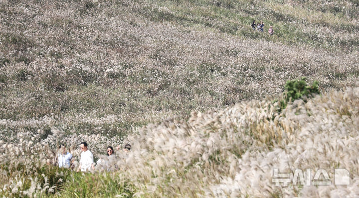 [제주=뉴시스] 우장호 기자 = 완연한 가을 날씨를 보인 25일 오후 제주시 애월읍 봉성리 새별오름을 찾은 관광객들이 활짝 핀 억새를 감상하고 있다. 2025.10.25. woo1223@newsis.com