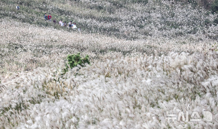 [제주=뉴시스] 우장호 기자 = 완연한 가을 날씨를 보인 25일 오후 제주시 애월읍 봉성리 새별오름을 찾은 관광객들이 활짝 핀 억새를 감상하고 있다. 2025.10.25. woo1223@newsis.com