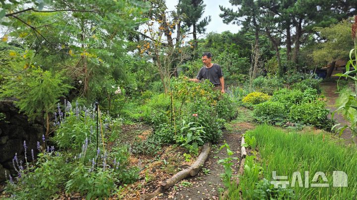 [제주=뉴시스] 임재영 기자 = 지난 16일 오전 제주시 한림읍 금능리에 위치한 도토리 캐빈은 채소, 유실수 등과 협력하는 동반식물로 '퍼머컬처' 정원을 이루고 있다. 2025.10.27. ijy788@newsis.com 